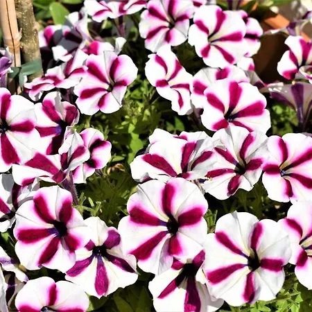 Smailis 1 Lejlighed Koroni (Argolis)