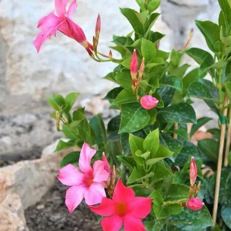 Smailis 1 Apartment *