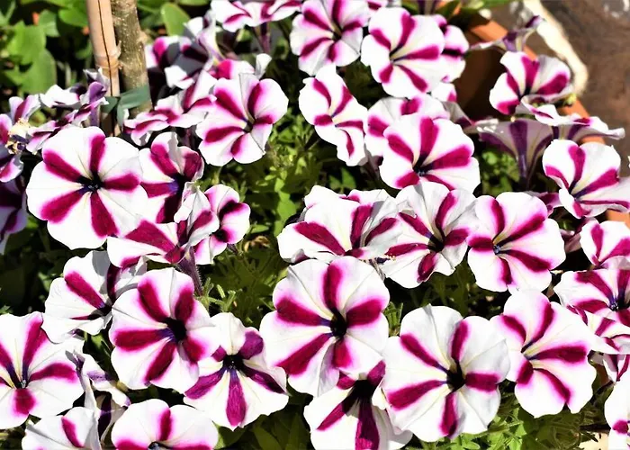 Smailis 1 Διαμέρισμα Κορώνη