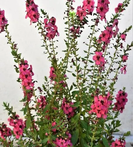 Διαμέρισμα Smailis 1